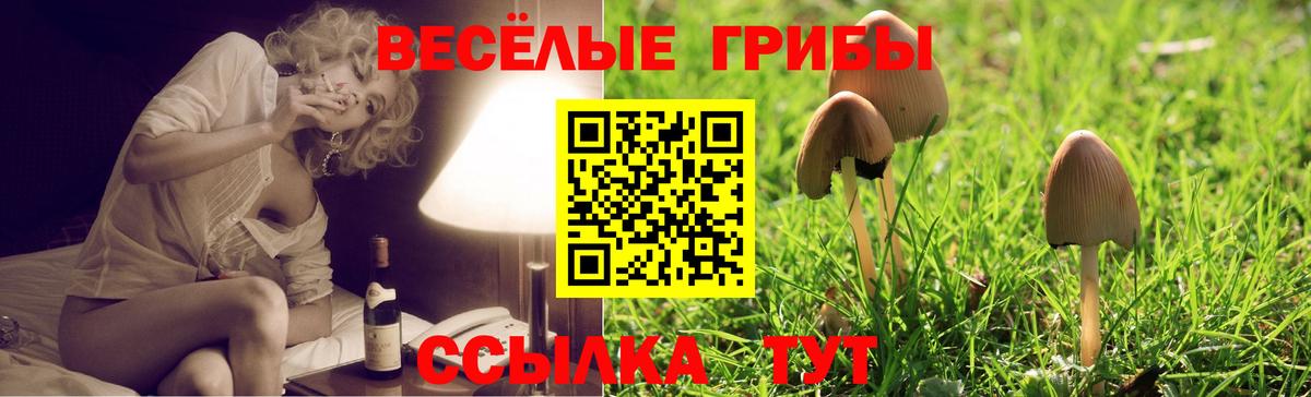 Псилоцибиновые грибы Psilocybe Сургут